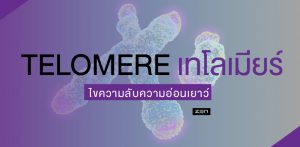 ไขความลับสู่ความอ่อนเยาว์ ด้วยการพัฒนาดีเอ็นเอ ส่วน TELOMERE เทโลเมียร์